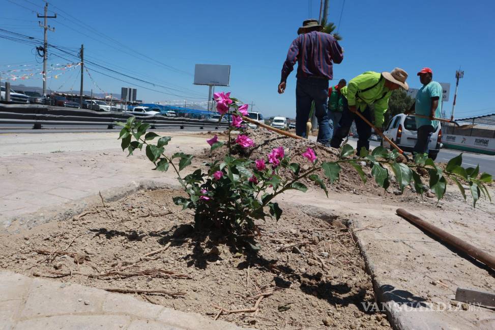 $!A la altura de la colonia Saltillo 400 se reforestó y embelleció con plantas de bugambilia.
