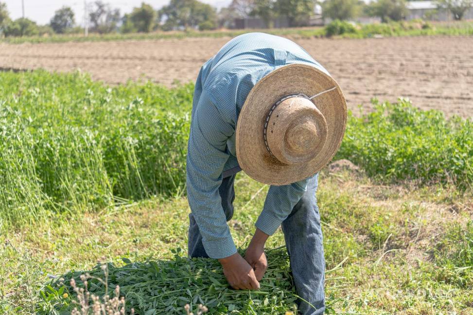 En dos años se incrementa en 100 millones de dólares venta de plaguicidas ilegales en México