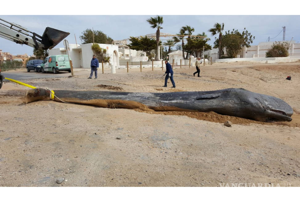 $!¿Es real la imagen viral de la ballena varada llena de basura?