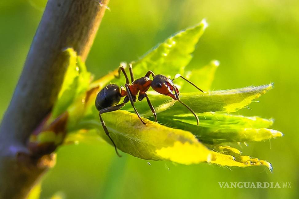 $!EU desarrolla programa para usar insectos como arma biológica: revista Science