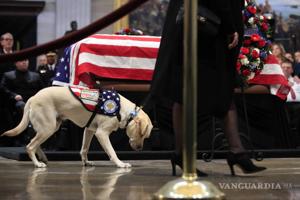$!Sully, el perro del expresidente George H. W. Bush se despide de su amo (Fotogalería)