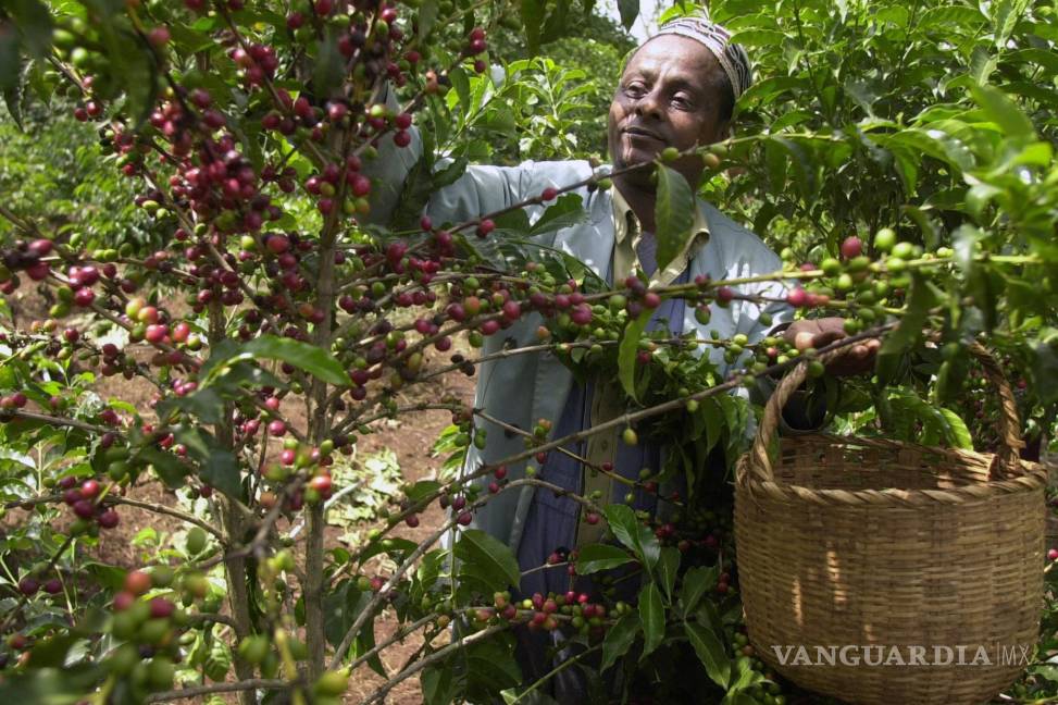 $!Mohammed Fita recoge granos de café en su granja Choche, cerca de Jimma, 375 kilómetros (234 millas) al suroeste de Addis Abeba, Etiopía.
