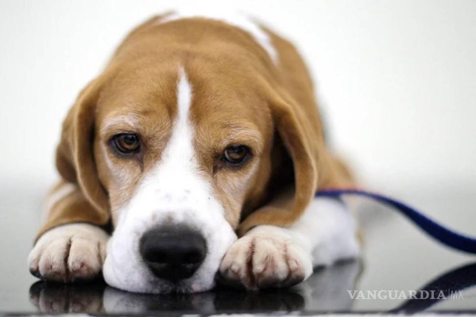 $!Uno beagle, ganador del Best in Show en la 132ª Exposición Canina del Westminster Kennel Club el sábado 13 de febrero de 2010 en Nueva York.