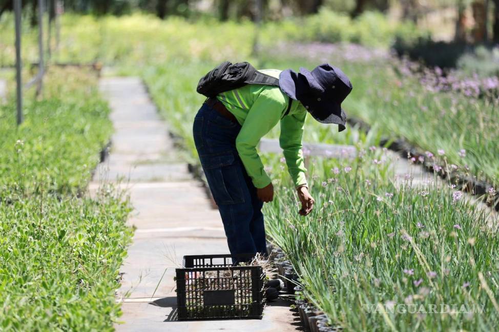 $!La producción sostenida de plantas y árboles se traduce en un paso firme hacia un entorno más verde y saludable.