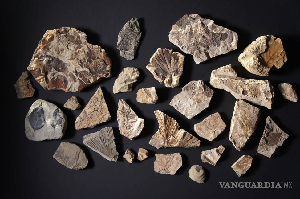 $!Fósiles muestran cómo se fue recuperando la vida tras meteorito
