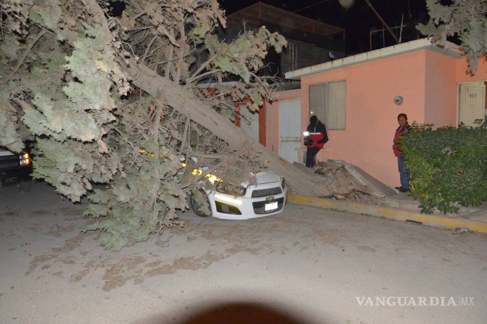 Aún retiran árboles derribados por ventarrón del 30 de diciembre