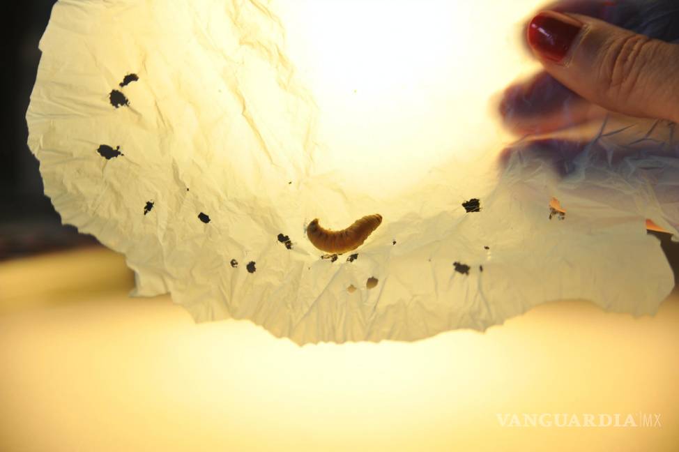 $!El gusano de la cera (larva del lepidóptero Galleria mellonella) degrada el polietileno gracias a unas enzimas presentes en su saliva.