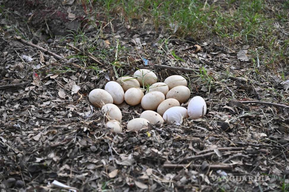 $!Una patita empolló sus huevos en pleno Torneo Anual del Club Campestre de Golf 2024.