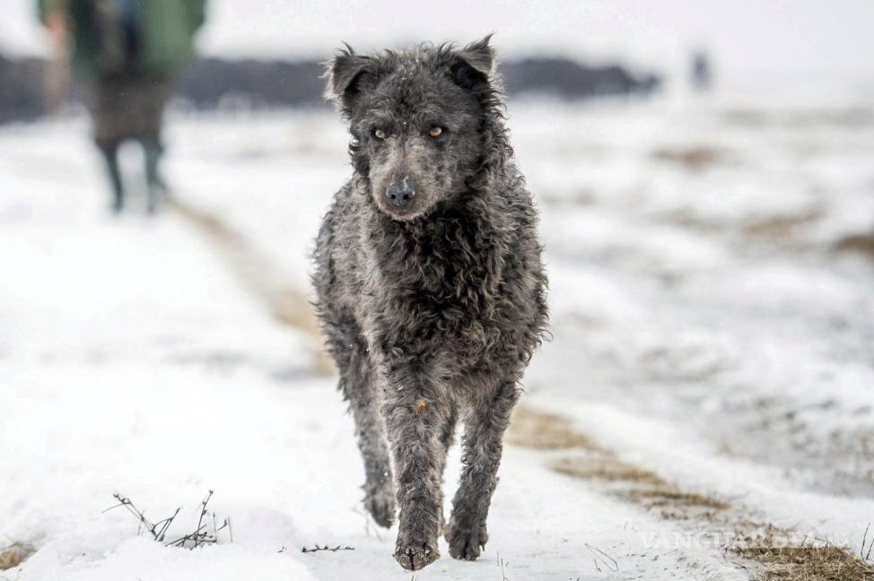 $!Un Mudi negro, una especie de perros pastores húngaros. AP/Sandor Ujvari/MTI