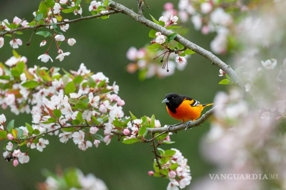 $!Las aves regresan a sus hogares en las ramas de los árboles recién florecidos, pintando el paisaje con colores vivos y vibrantes.