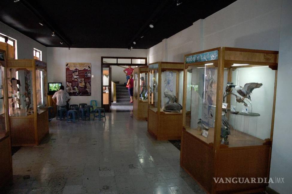 Saltillo: Museo de las Aves prepara celebración por 30 aniversario en 2023