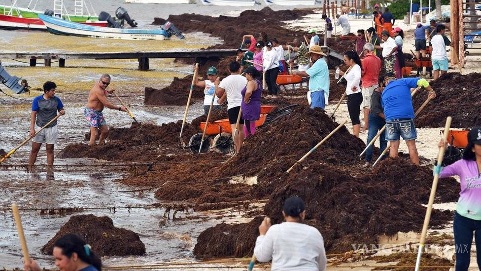 $!Sargazo, la marea de algas que azota el Caribe de México