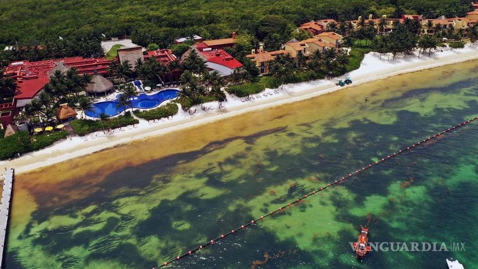 $!Sargazo, la marea de algas que azota el Caribe de México