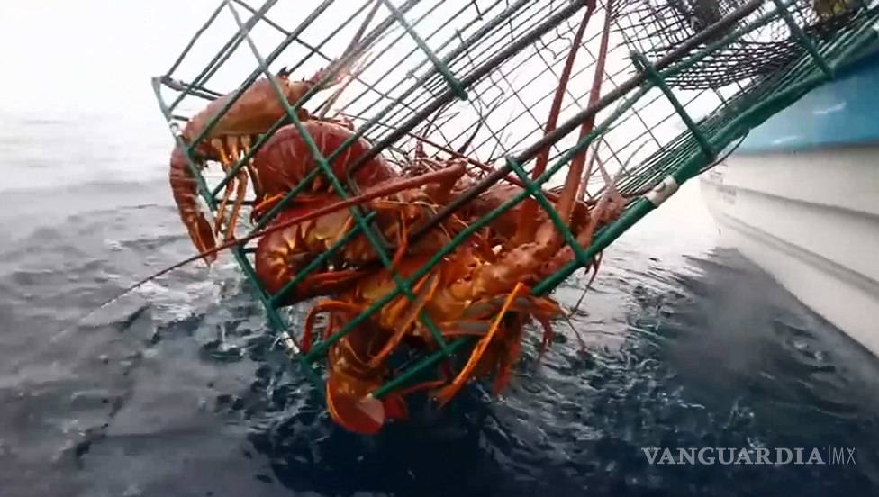 $!Es Baja California Sur potencia exportadora de langosta roja