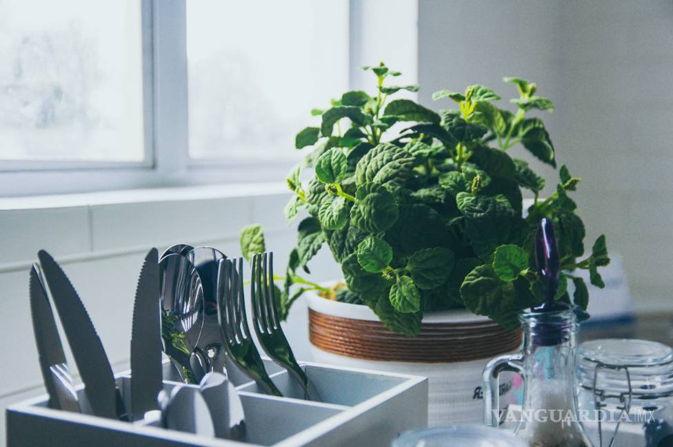 $!¡Duraderas y fáciles de cuidar! Las mejores plantas para decorar el baño, la cocina y hasta la recámara