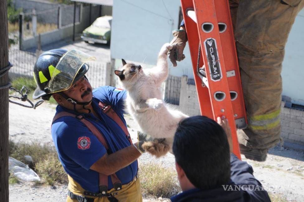 $!En Monclova rescatan a un gato atrapado en un poste
