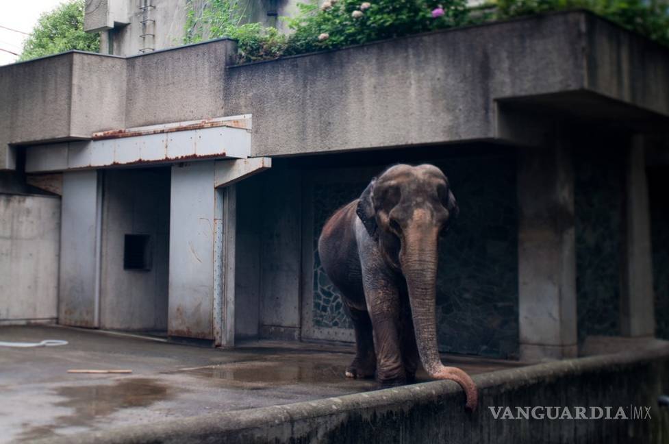$!Hanako, la elefanta más longeva de Japón, murió de pura tristeza
