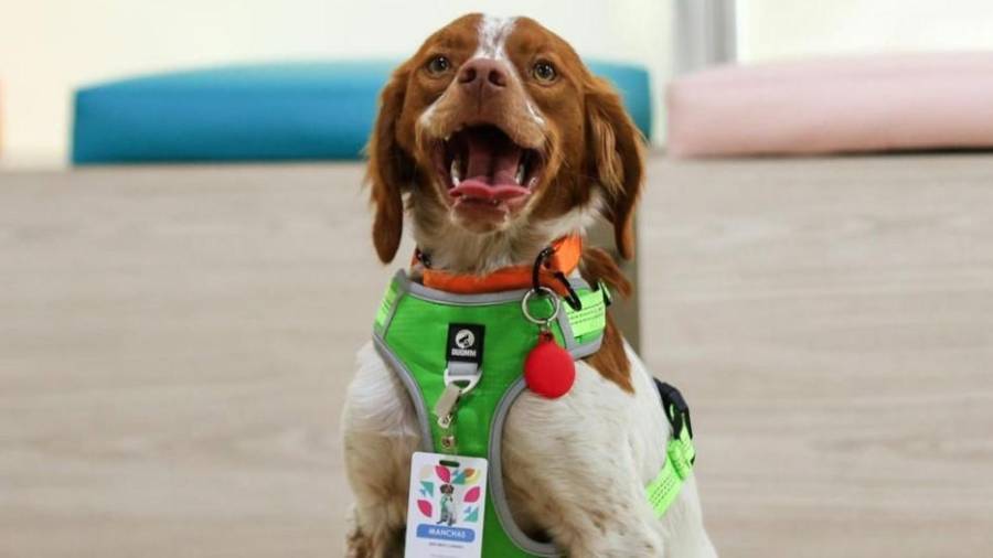 “Manchas”, el perro entrenado para localizar fugas ocultas, ha sido clave para reducir tiempos de reparación y evitar el desperdicio de miles de litros en Saltillo, según Aguas de Saltillo.