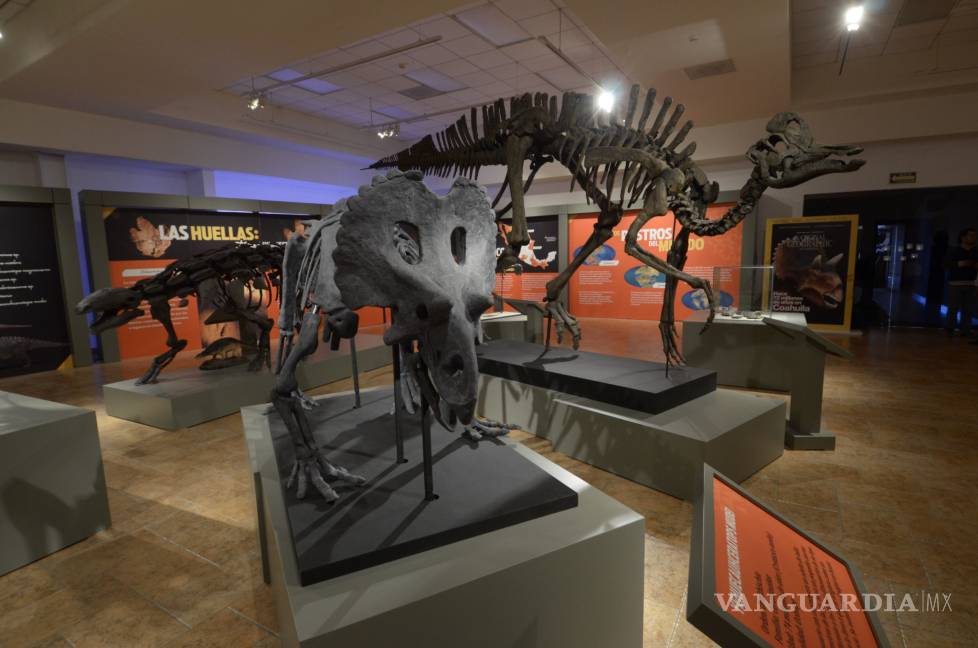 Museo del Desierto abre exposición temporal en Saltillo de dinosaurios mexicanos