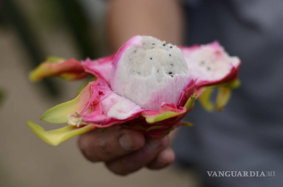$!Fruto tropical en tierra norteña: Ingeniero cultiva la 'Fruta del Dragón' en Saltillo