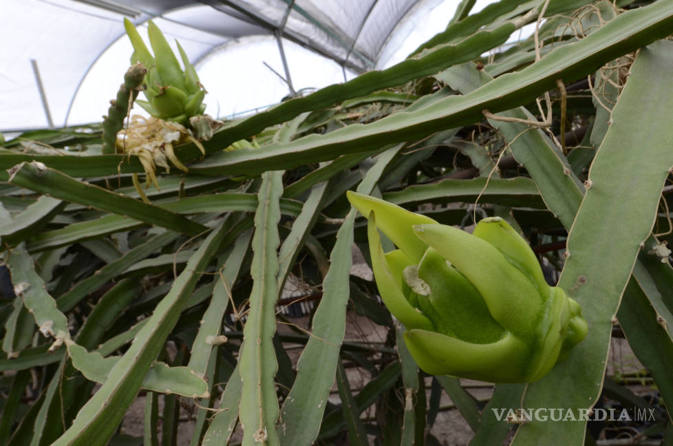 $!Fruto tropical en tierra norteña: Ingeniero cultiva la 'Fruta del Dragón' en Saltillo