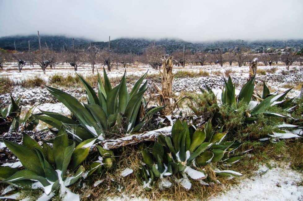 $!Desde el anochecer hasta el amanecer, la nieve cobijó a la sierra de Arteaga (Fotos)