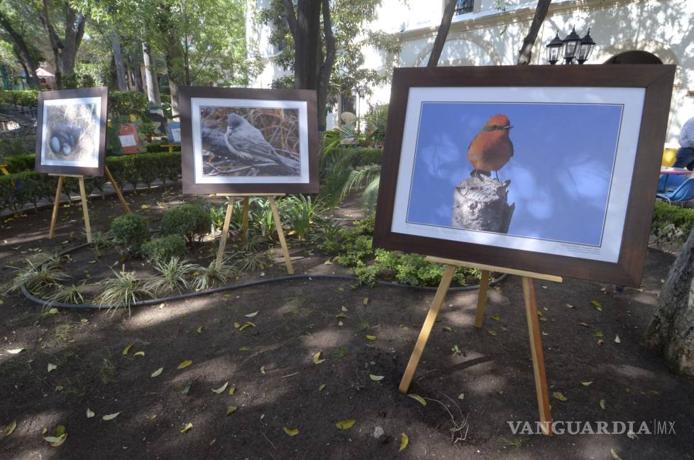 $!Celebran migración de aves con festival artístico el Museo de las Aves de Saltillo