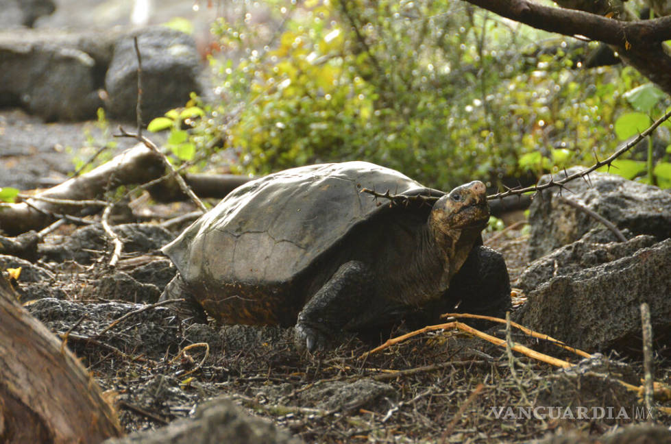 $!Hallan tortuga cuya especie se creía extinta en Galápagos