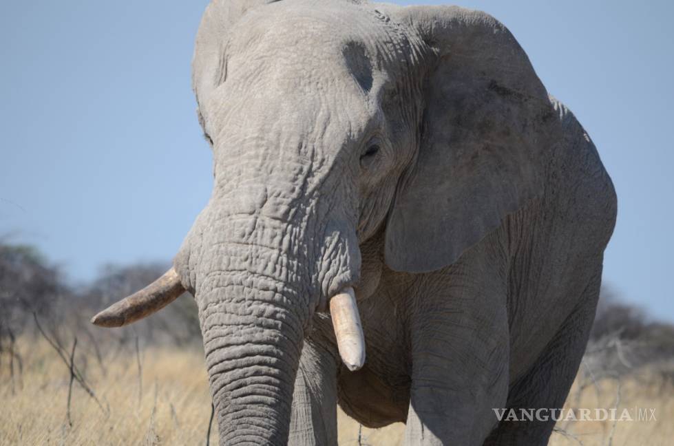 Elefante mata a un cazador argentino en Namibia