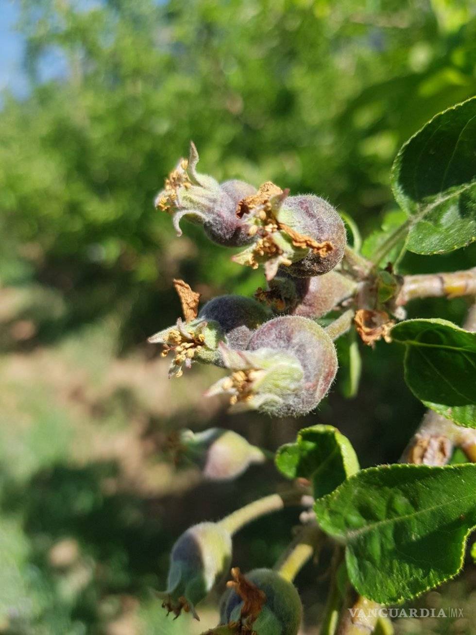 $!Afecta helada 24 mil empleos en la sierra de Arteaga; por la pizca de manzana se pierden 410 mdp
