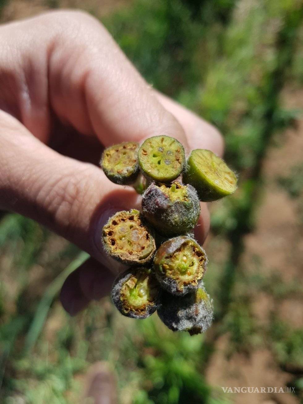$!Afecta helada 24 mil empleos en la sierra de Arteaga; por la pizca de manzana se pierden 410 mdp