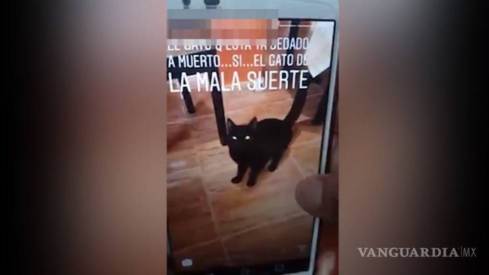 $!Indignación y furia en España: mató a un gato en su lavadora y compartió el video en Instagram