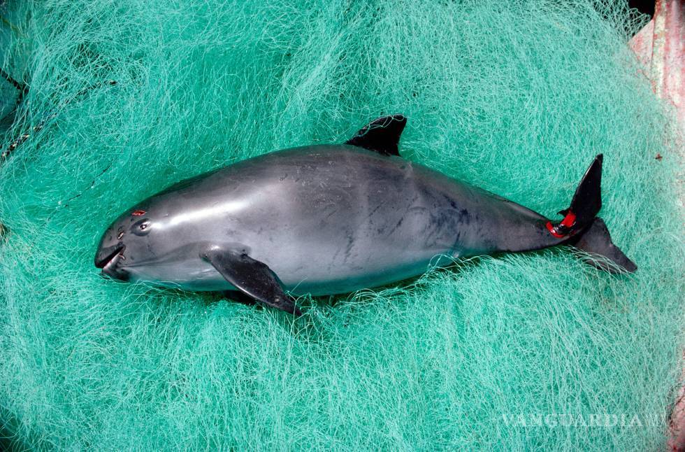 $!Desvían 7.2 millones de pesos destinados a protección de vaquita marina