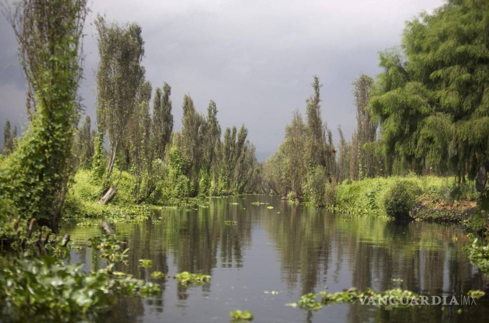$!Un canal en el lago Xochimilco, el hábitat natural original del ajolote en peligro de extinción, en la Ciudad de México.