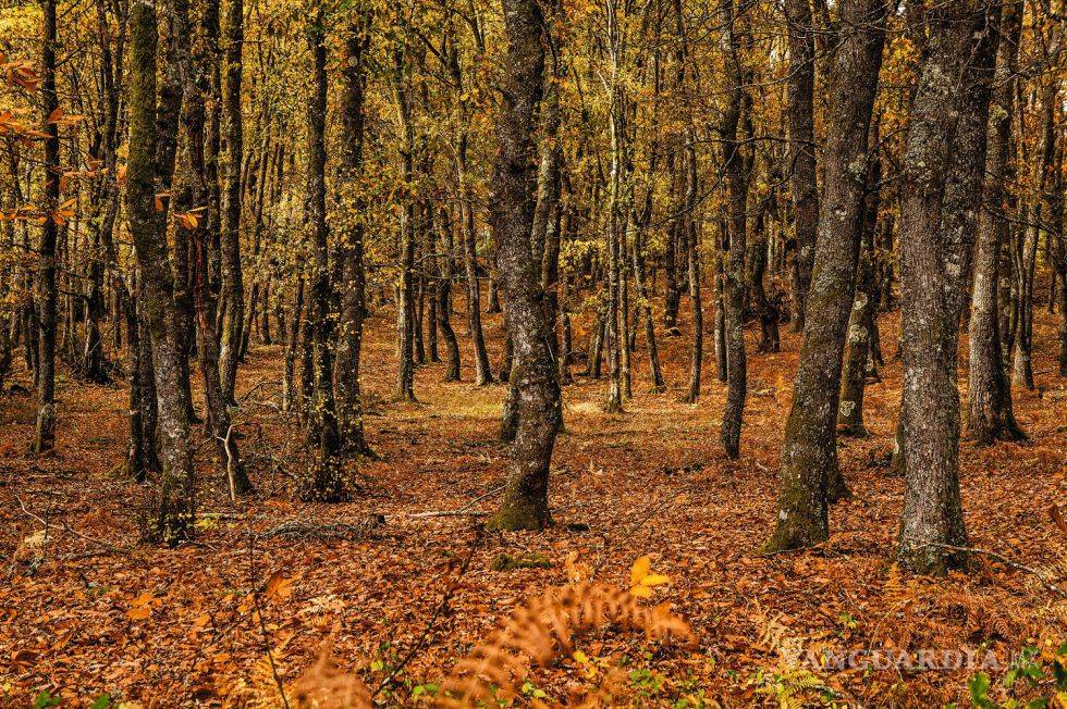 $!El whisky que nació del ‘sherry’