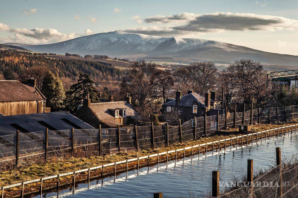 $!El whisky que nació del ‘sherry’