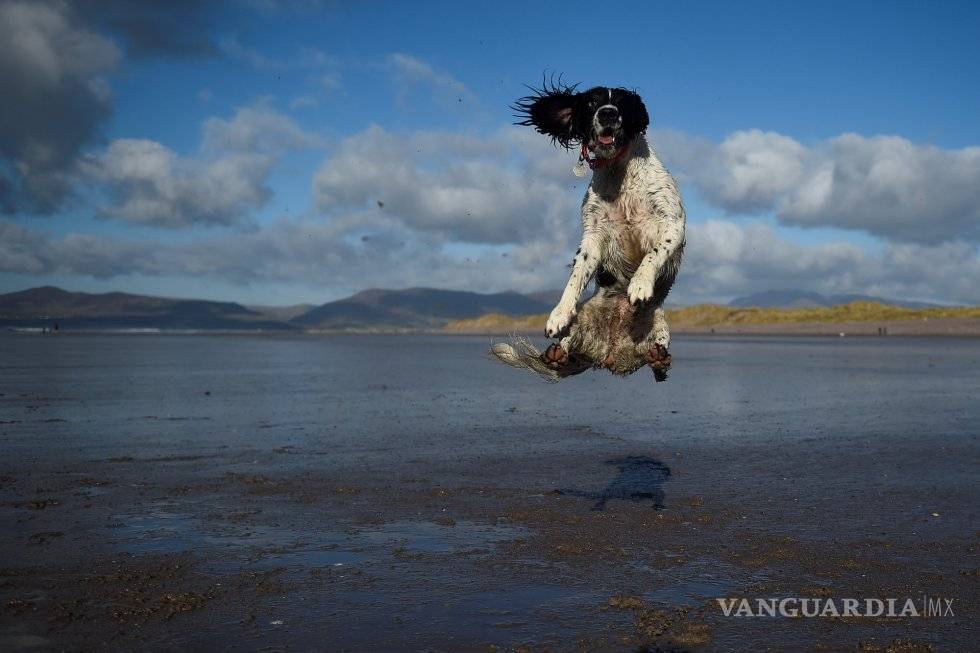 $!Las fotos más espectaculares de animales en este 2018