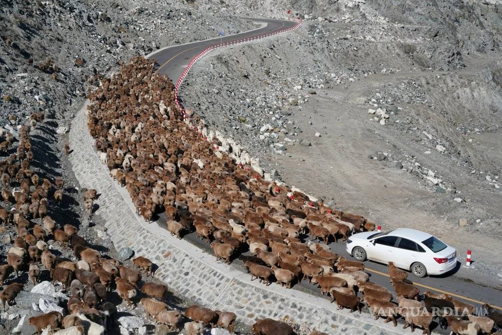 $!Las fotos más espectaculares de animales en este 2018