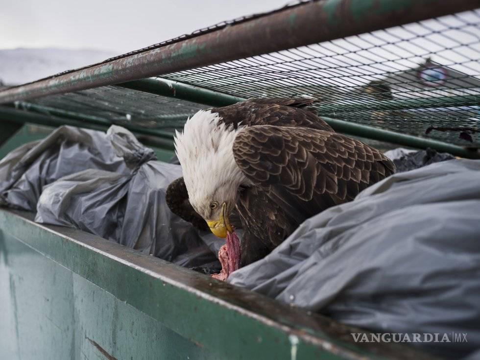 $!Las fotos ganadoras del World Press Photo 2018