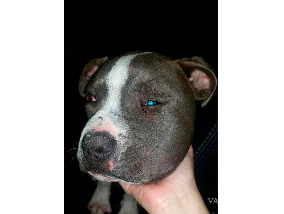 $!Justifican golpiza a perrito maltratado en Saltillo