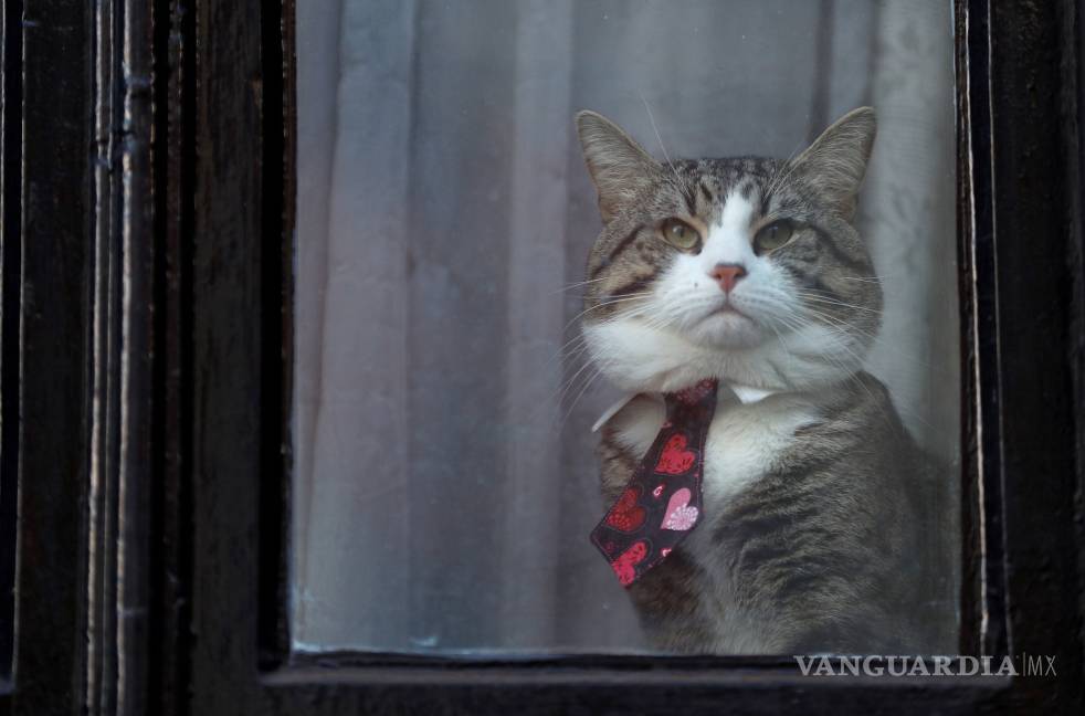 "El gato de Assange se salvó”, dice abogado que la mascota del fundador de Wikileaks fue retirado de la sede diplomática