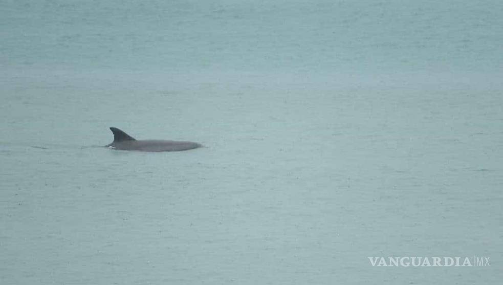 $!Delfines nadan libremente en playa de Veracruz