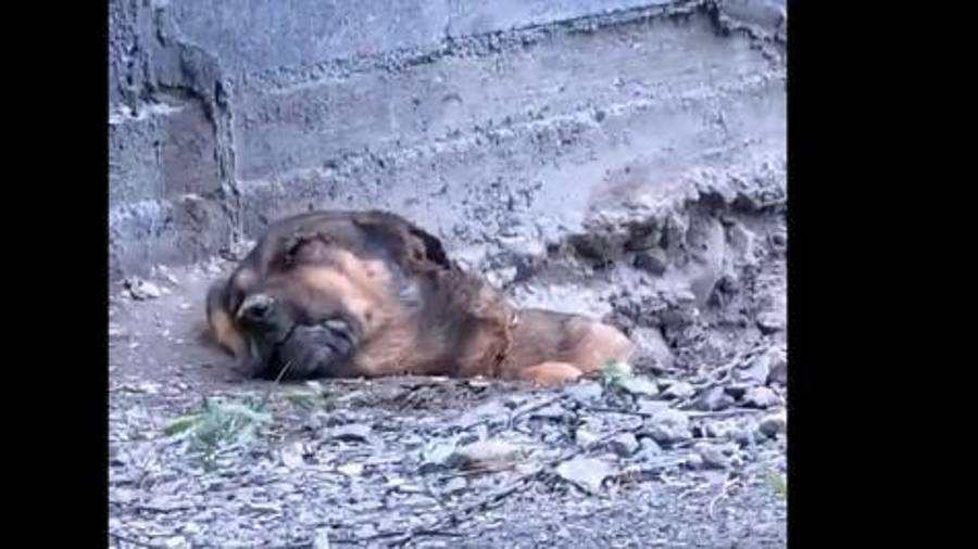 El animal falleció pese al manejo médico intensivo implementado desde su ingreso al Centro de Bienestar de los Seres Sintientes.