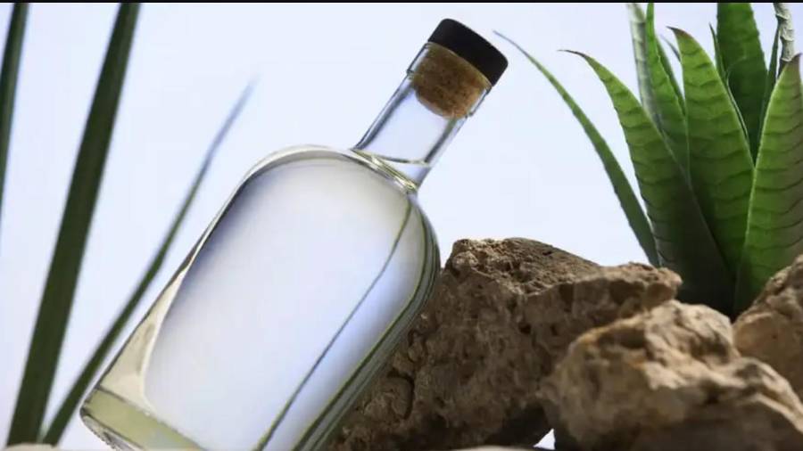 Coahuila produce actualmente entre 25 mil y 30 mil litros anuales, aunque tiene capacidad para llegar a 100 mil litros.