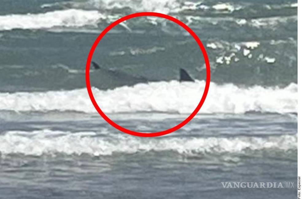 $!Ataca tiburón a dos personas en playa de la Isla del Padre