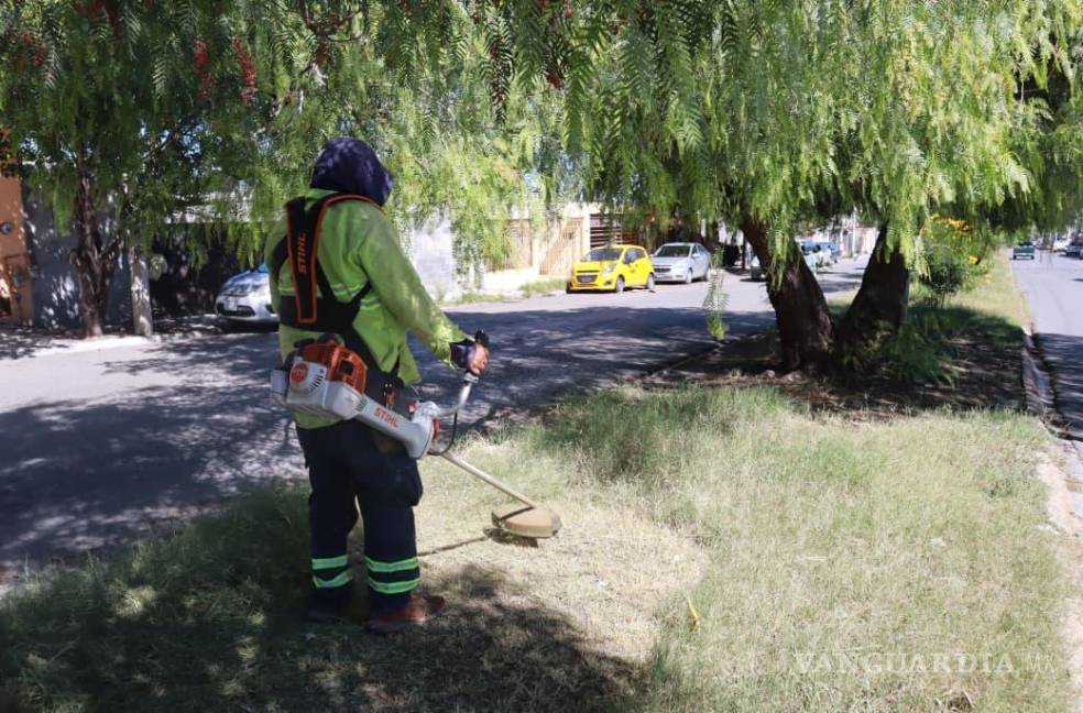 $!Cuadrillas limpian y deshierban el camellón central del bulevar Morelos, promoviendo espacios públicos seguros y agradables.