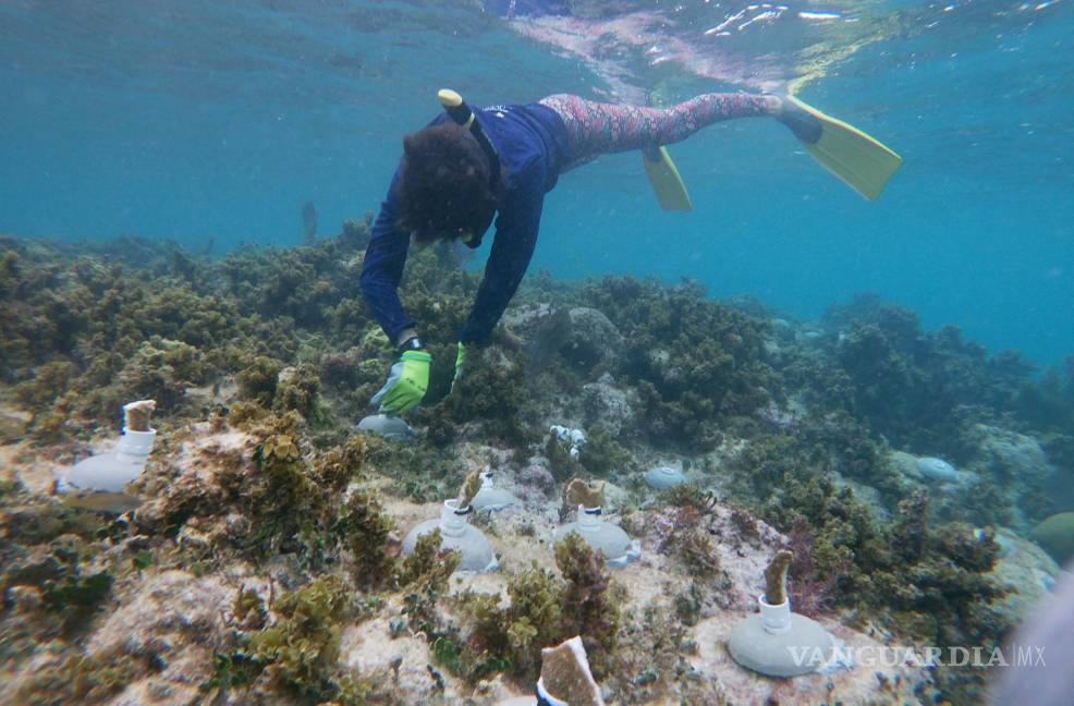 $!Fotografía sin fecha especifica de toma, cortesía de Organizacion Oceanus, que muestra a un expertos mientras examina un arrecife, en la costas de Punta Nizuc, en el balneario de Cancún en Quintana Roo (México). EFE/Organizacion Oceanus