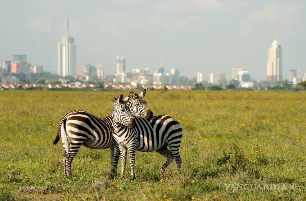 $!Cebras en el Parque Nacional de Nairobi.