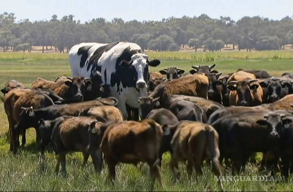 $!Gracias a su gran tamaño, una vaca se salva del matadero en Australia