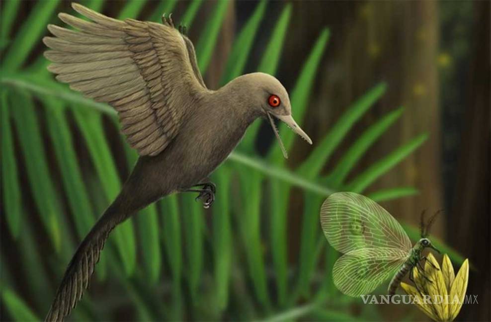 $!Paleontólogos descubren fósil del dinosaurio más pequeño de la historia, más diminuto que un colibrí
